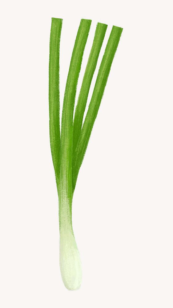 Leek, vegetable illustration