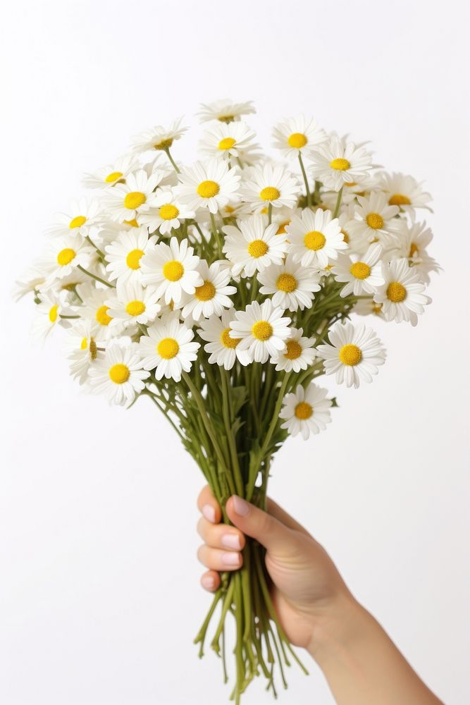 Daisy holding flower plant. 