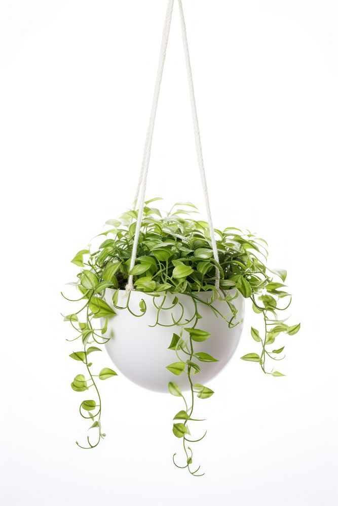 Plant hanging leaf white background. AI generated Image by rawpixel.