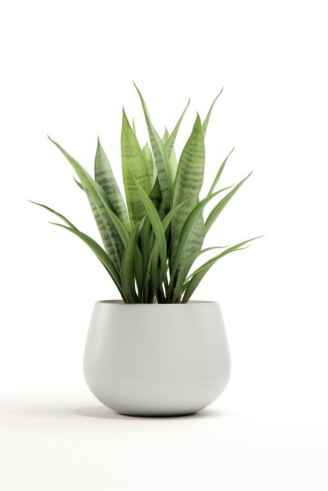 Plant leaf vase white background. 