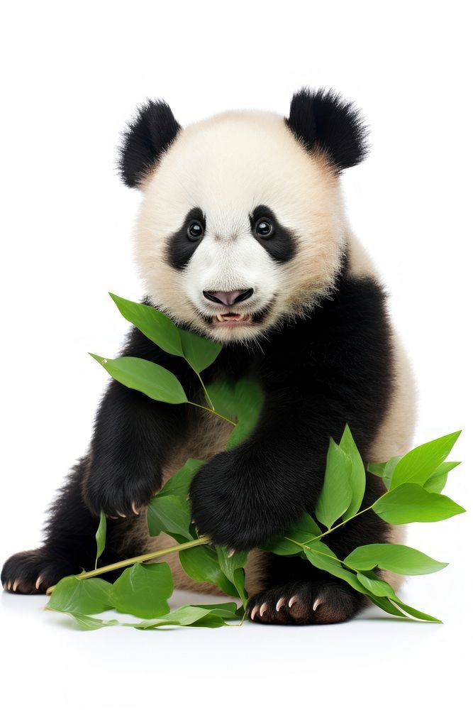 Wildlife animal mammal panda. AI generated Image by rawpixel.