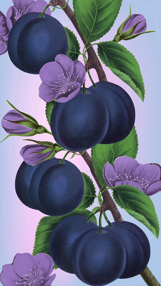 Prune purple flower iPhone wallpaper