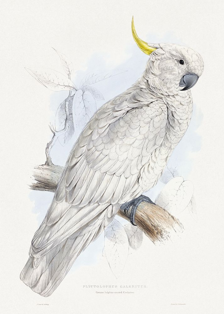 Plyctolophus Galeritus. Greater Sulphur-crested Cockatoo. (1832), vintage bird illustration by  Edward Lear. Original public…