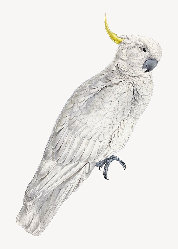 Greater Sulphur-crested Cockatoo, vintage bird illustration by Edward Lear. Remixed by rawpixel.