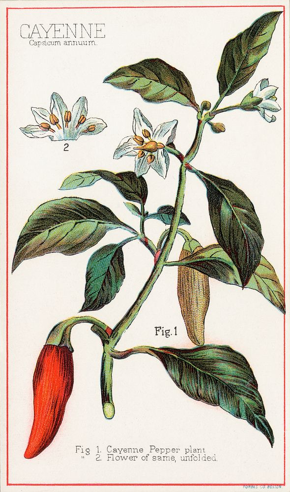 Cayenne, Capsicum annuum (1870&ndash;1900), vintage botanical illustration by Davis, Sacker & Perkins. Original public…