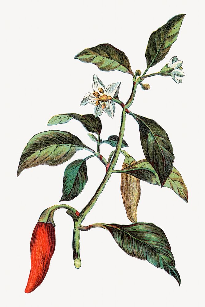 Cayenne, Capsicum annuum, vintage botanical illustration by Davis, Sacker & Perkins. Remixed by rawpixel.