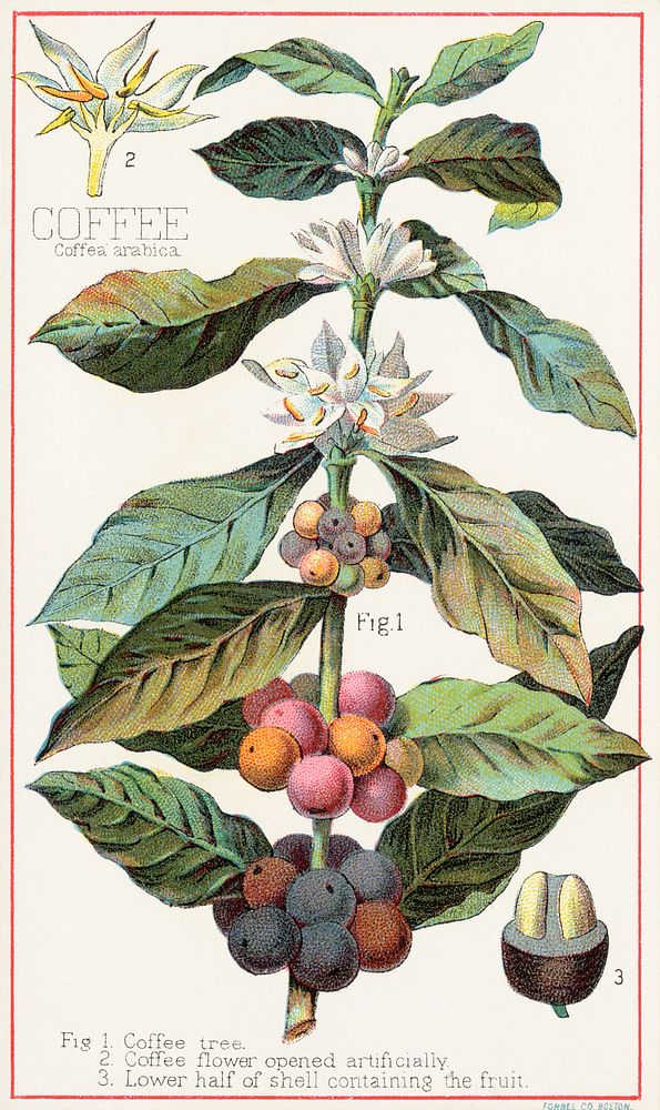 Coffee, Coffea Arabica (1870&ndash;1900), vintage botanical illustration by Davis, Sacker & Perkins. Original public domain…