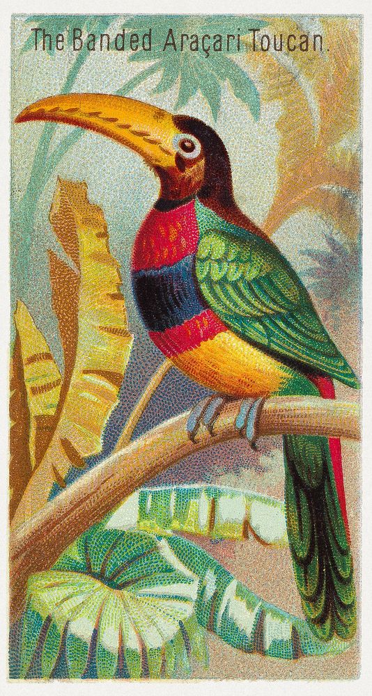 The Banded Aracari Toucan, from the Birds of the Tropics series (N5) for Allen & Ginter Cigarettes Brands (1889), vintage…