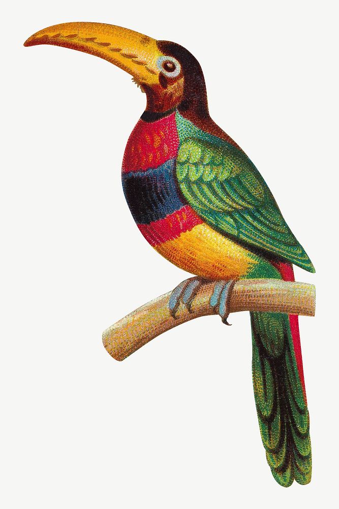 Banded Aracari Toucan, vintage bird illustration by George S. Harris & Sons psd. Remixed by rawpixel.