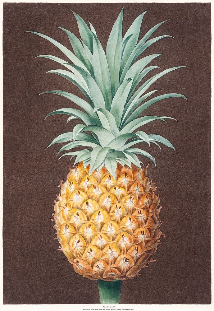 The Smooth Leaved Green Antigua Pine (1807), vintage pineapple fruit illustration by  George Brookshaw. Original public…