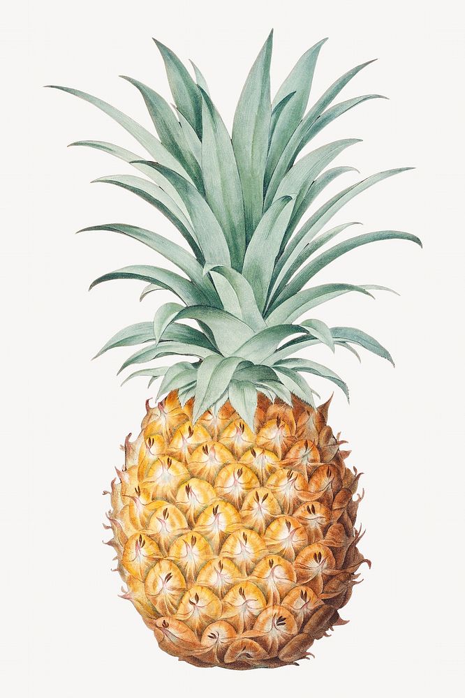 Pineapple, vintage fruit illustration by George Brookshaw. Remixed by rawpixel.