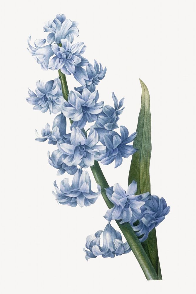 Blue oriental hyacinth, vintage flower illustration by after Pierre-Joseph Redout&eacute;. Remixed by rawpixel.