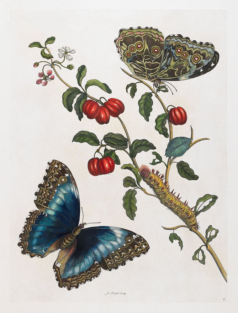 Great Blue Butterflies and Red Fruits (1705-1771), vintage botanical illustration by Maria Sibylla Merian. Original public…