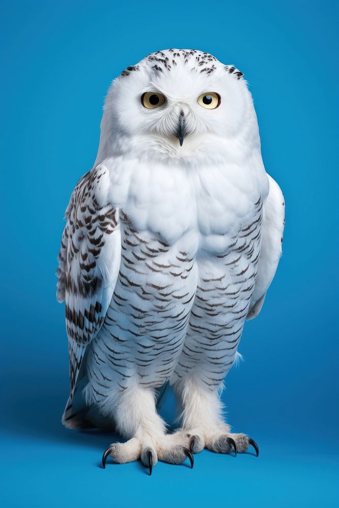 Owl animal bird blue. AI generated Image by rawpixel.