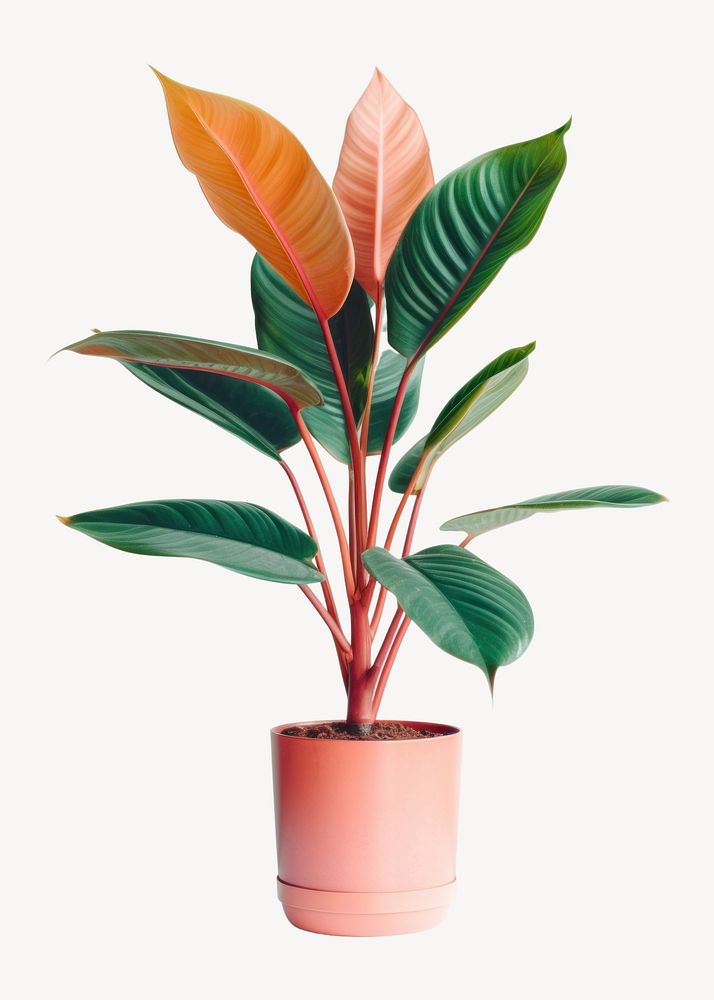 Plant leaf houseplant freshness. 