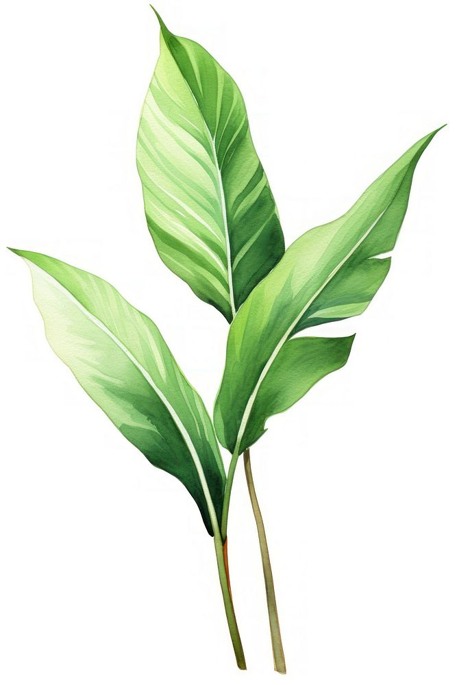 Plant leaf white background freshness. AI generated Image by rawpixel.