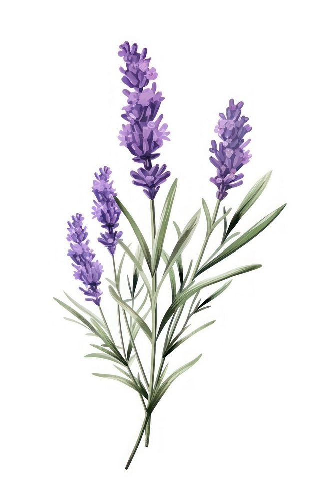 Lavender blossom flower plant. | Premium Photo Illustration - rawpixel