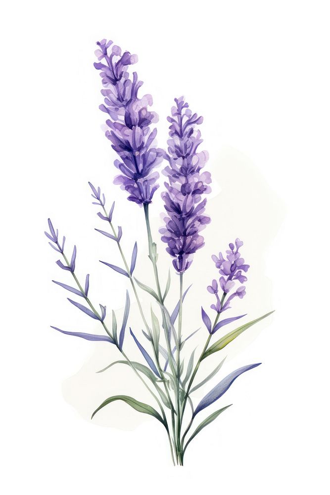 Lavender blossom flower plant. AI generated Image by rawpixel.