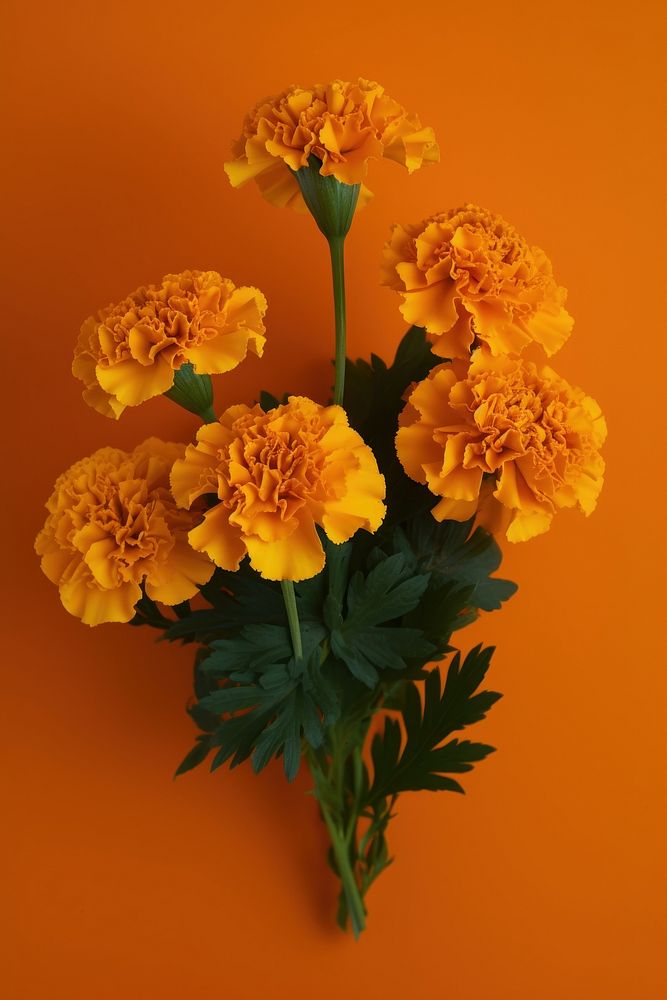 Decoration marigold flower petal. AI generated Image by rawpixel.