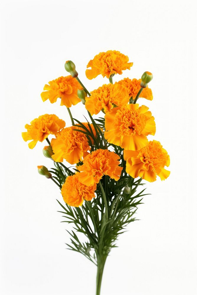 Marigold flower plant petal. AI generated Image by rawpixel.
