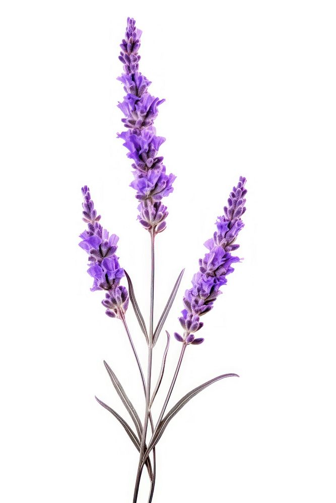 Lavender flower purple wildflower. AI generated Image by rawpixel.