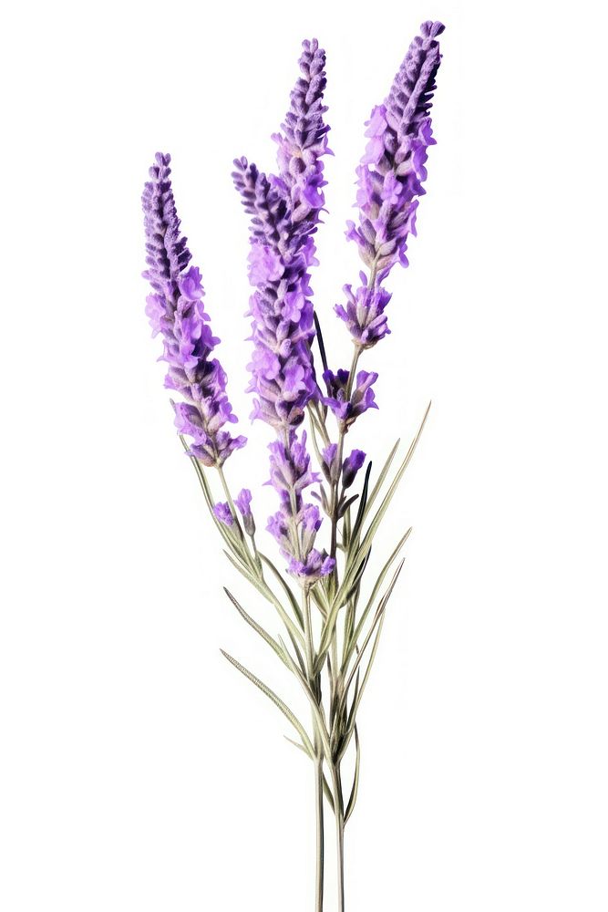 Lavender flower purple blossom. AI generated Image by rawpixel.