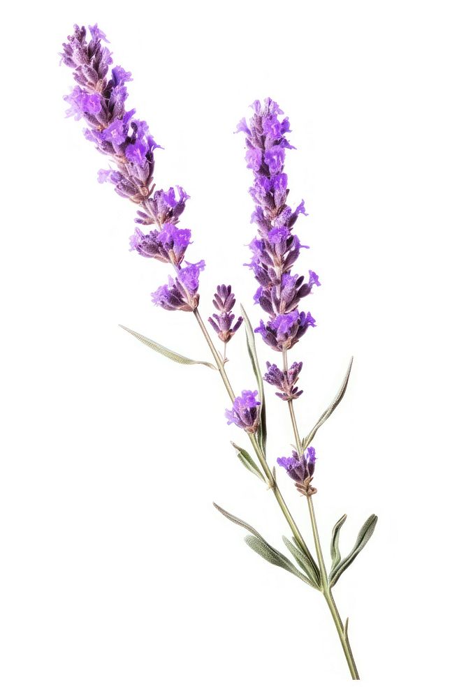 Lavender flower wildflower blossom. AI generated Image by rawpixel.