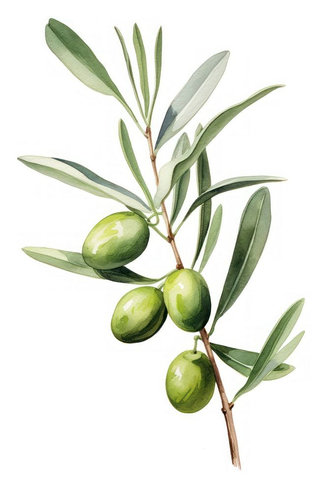 Plant olive leaf tree. AI generated Image by rawpixel.