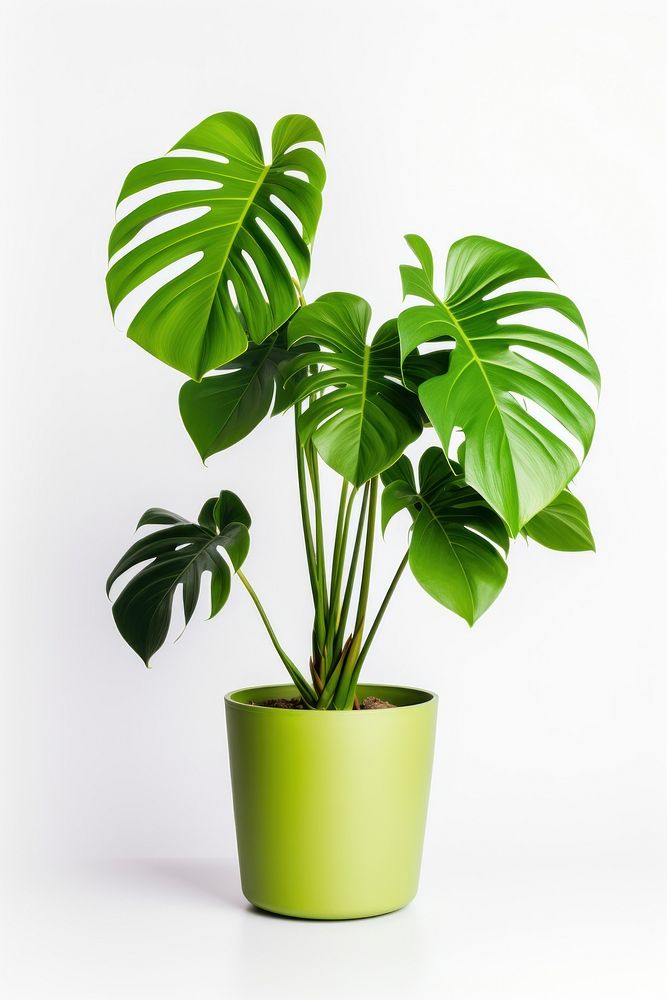 Plant leaf white background houseplant. | Free Photo - rawpixel