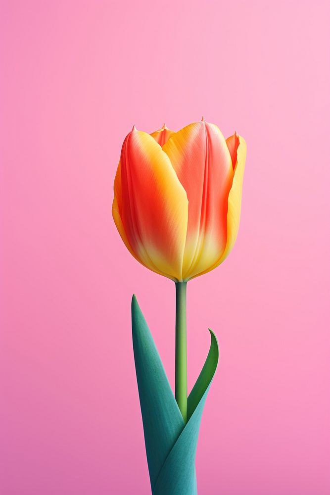 Tulip flower plant inflorescence. AI generated Image by rawpixel.