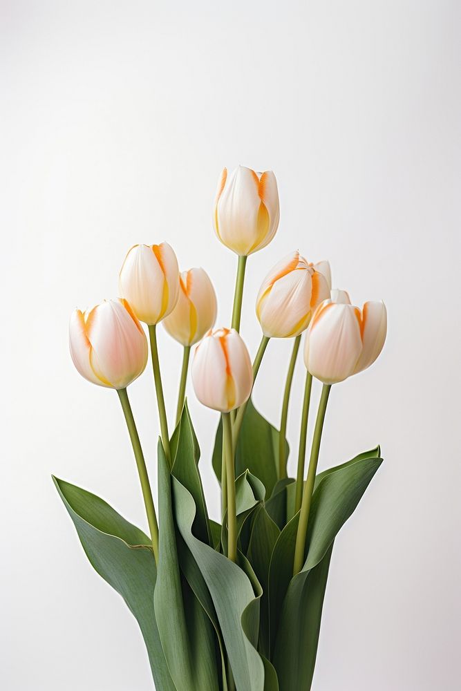 Tulip flower plant white. 