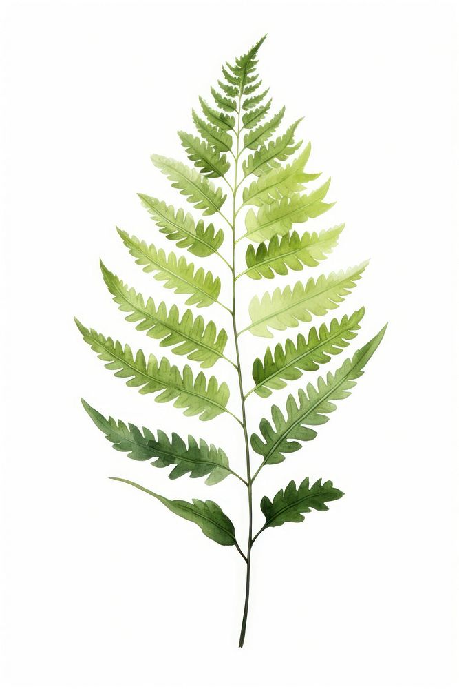 Fern plant leaf white background. 