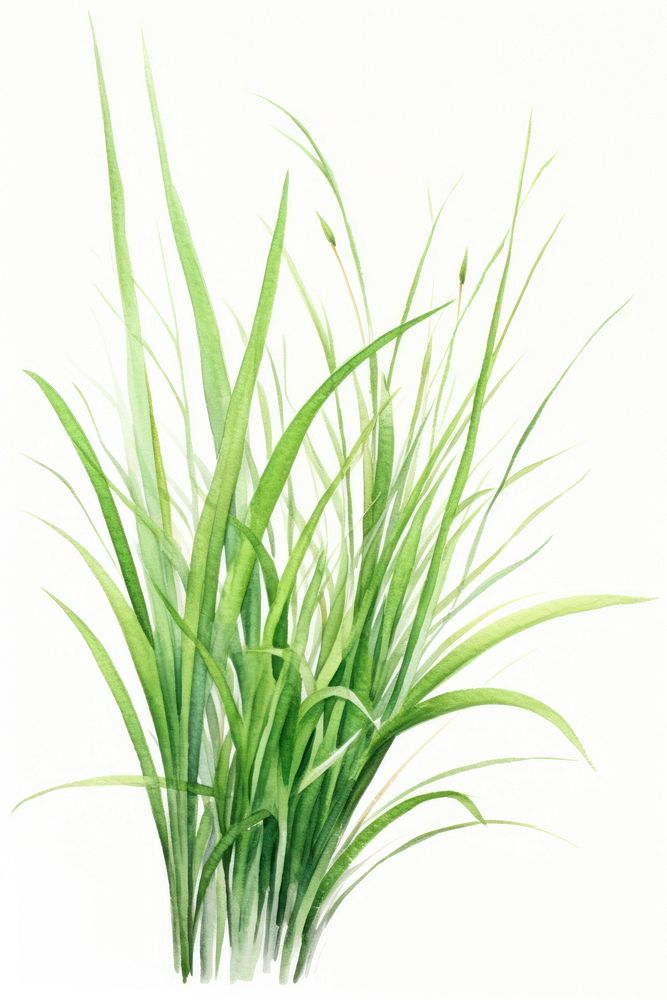 Grass plant white background wheatgrass. AI generated Image by rawpixel.