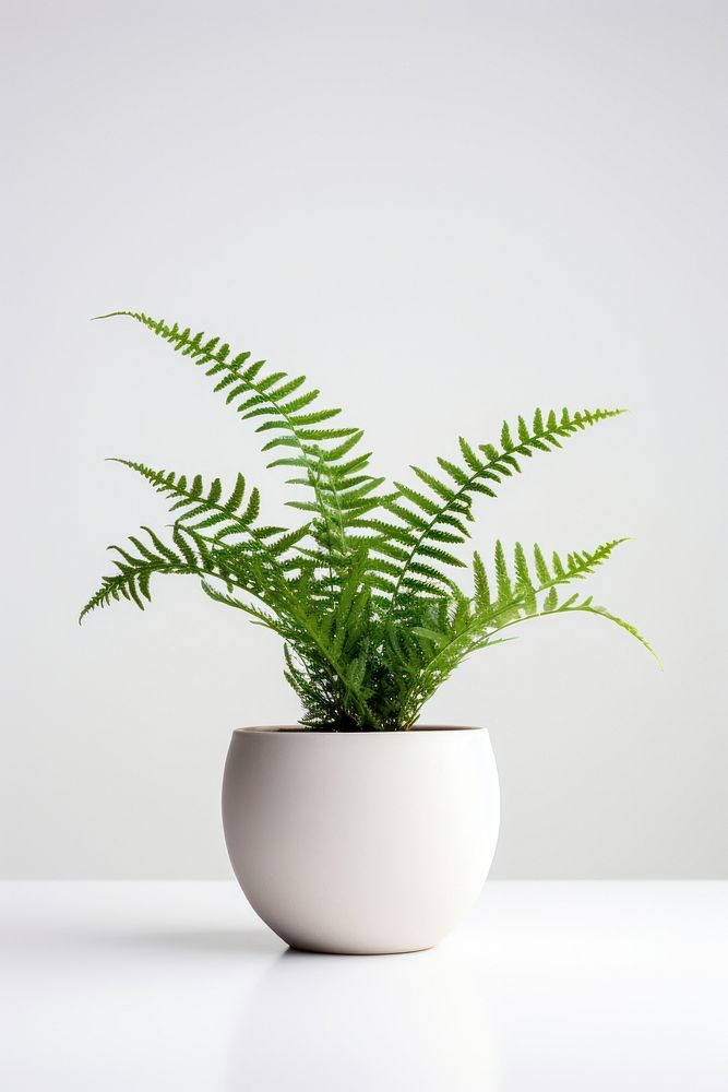 Fern plant leaf houseplant. AI generated Image by rawpixel.