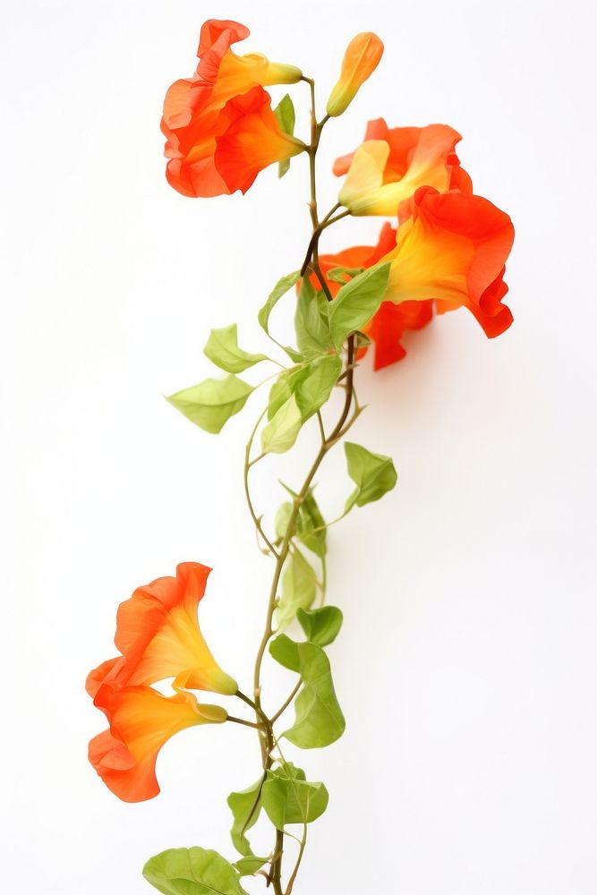 Trumpet vine flower petal plant. AI generated Image by rawpixel.