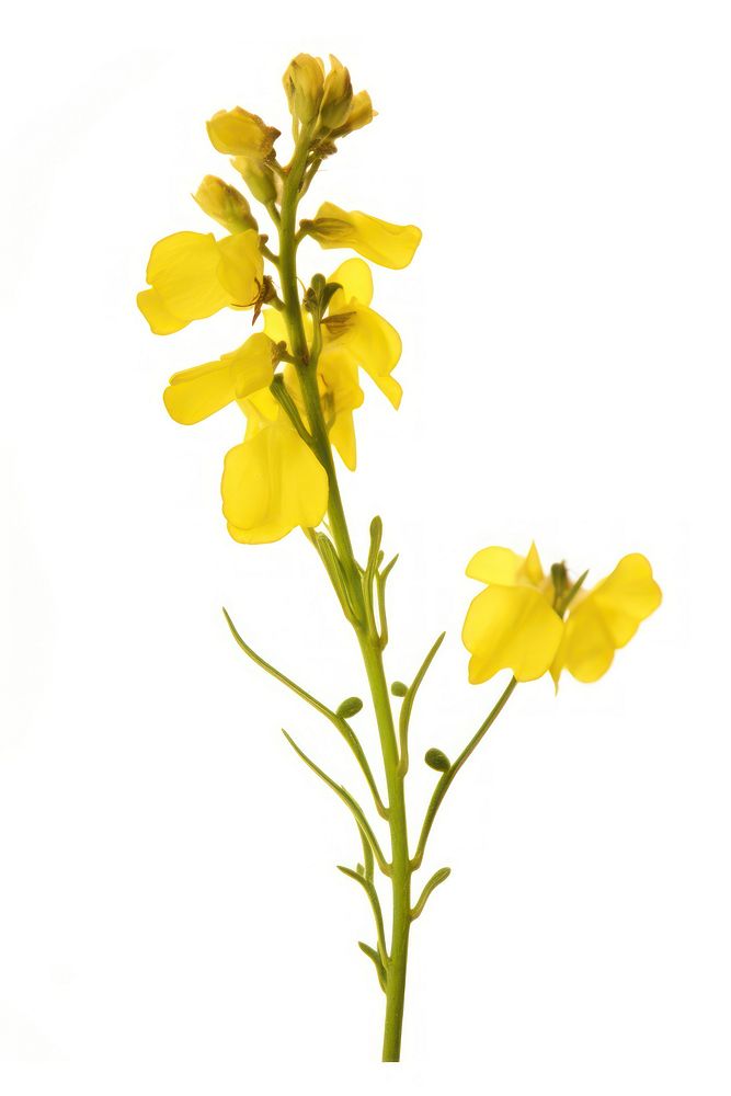 Plant blossom mustard flower. AI generated Image by rawpixel.
