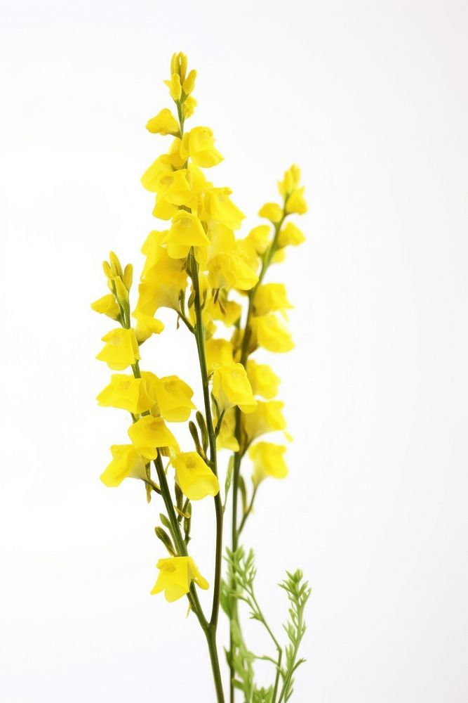 Plant gladiolus flower yellow. 