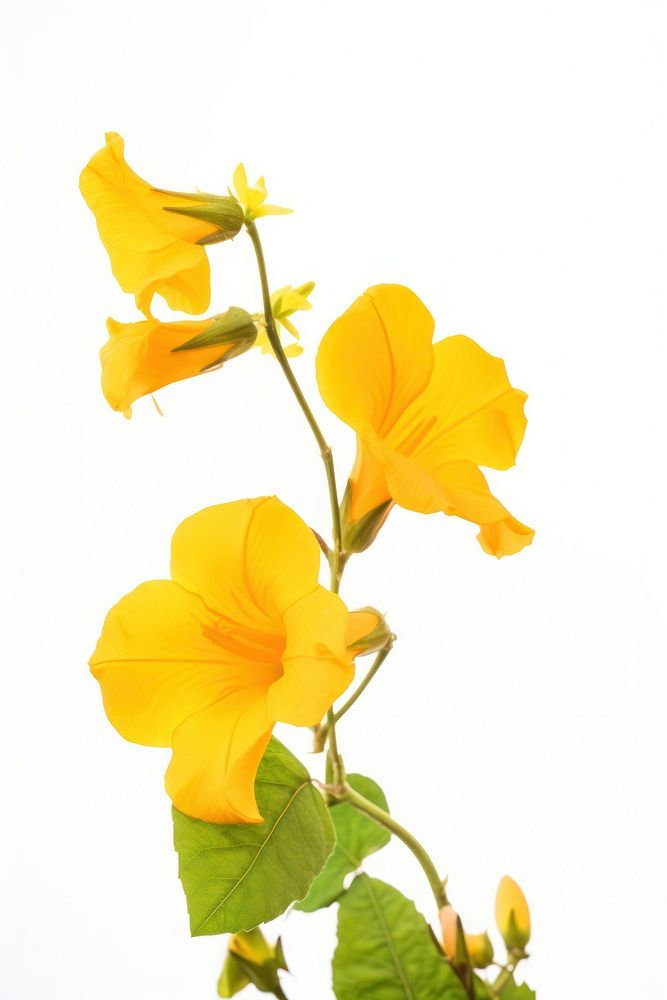 Flower yellow plant petal. AI generated Image by rawpixel.