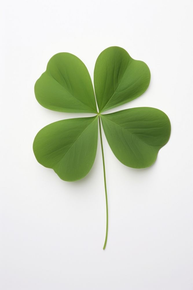 Clover plant leaf white background. AI generated Image by rawpixel.