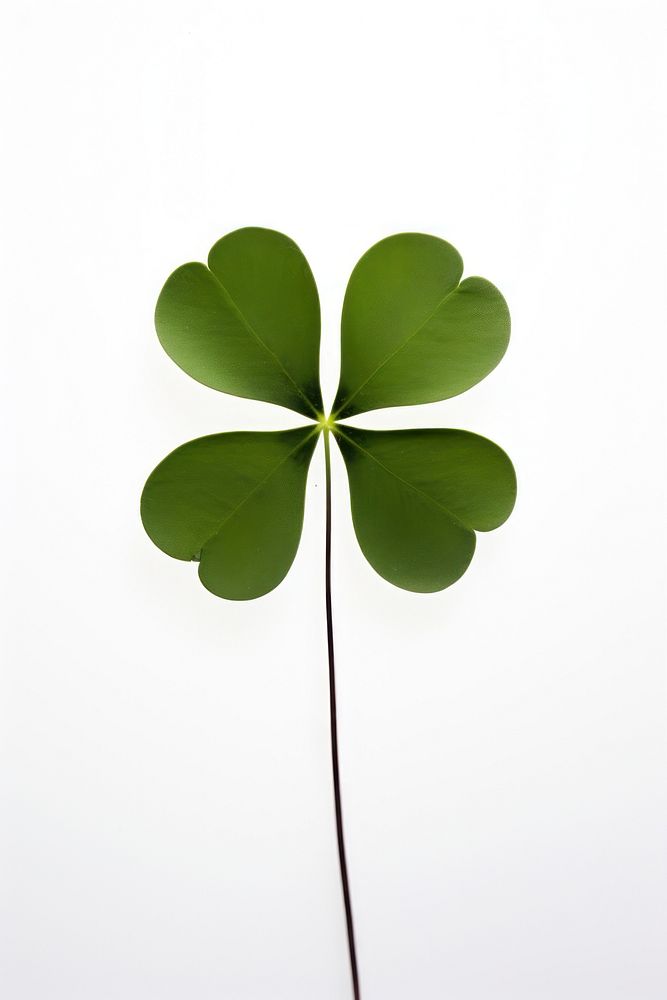 Clover plant leaf day. AI generated Image by rawpixel.