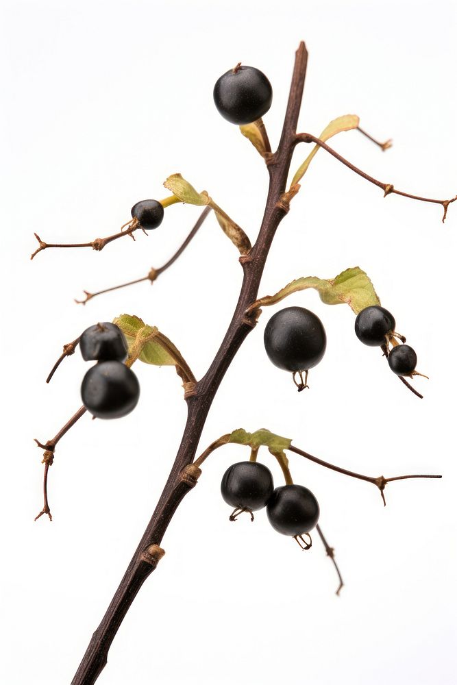 Fruit plant black leaf. AI generated Image by rawpixel.