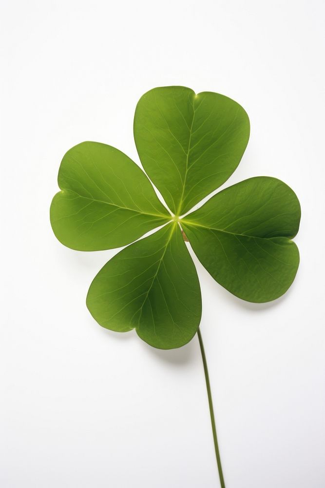 Leaf clover plant white background. AI generated Image by rawpixel.