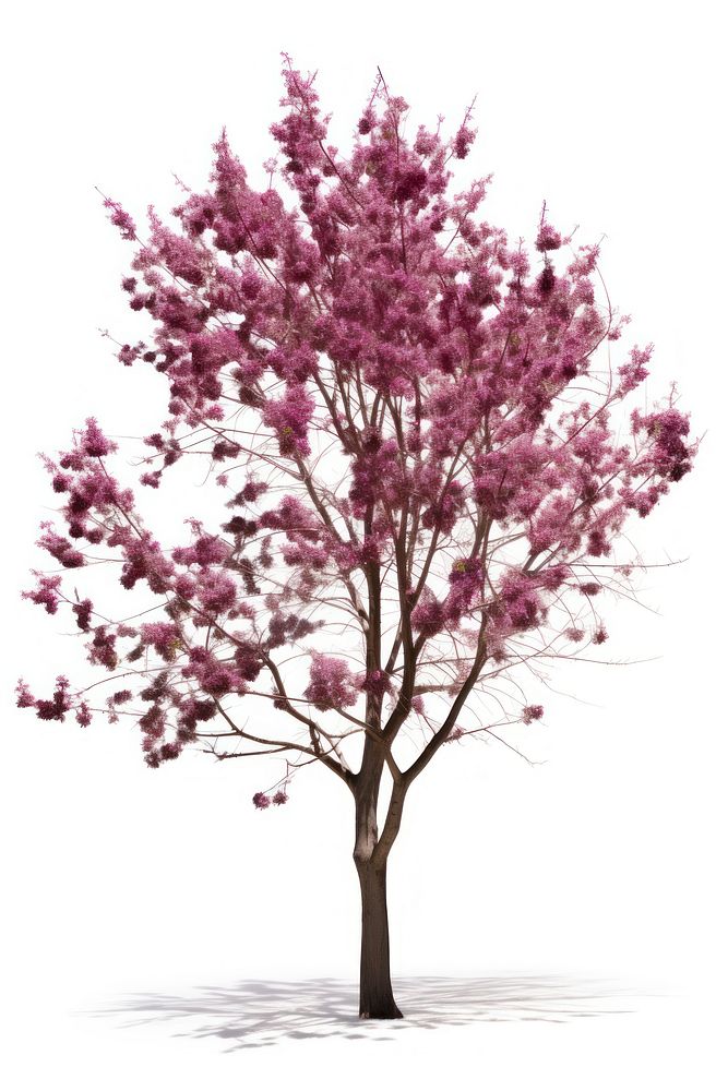 Redbud tree blossom flower. AI generated Image by rawpixel.