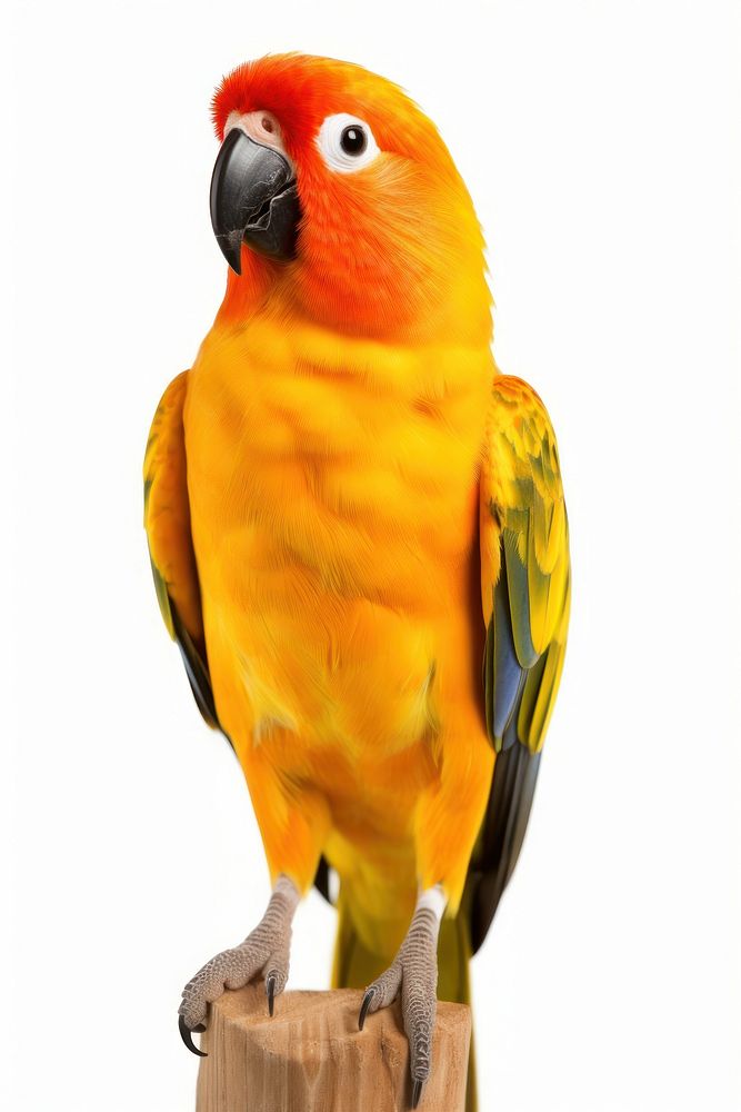 Sun Conure parrot animal bird. AI generated Image by rawpixel.