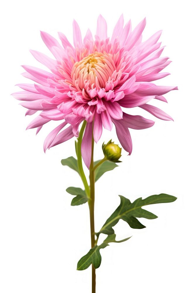 Flower aster blossom dahlia. AI generated Image by rawpixel.
