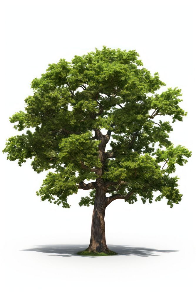 Tree plant oak white background. AI generated Image by rawpixel.