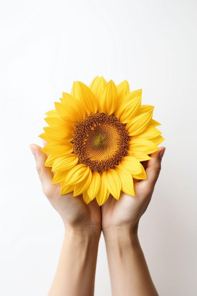 Sunflower holding plant adult. 