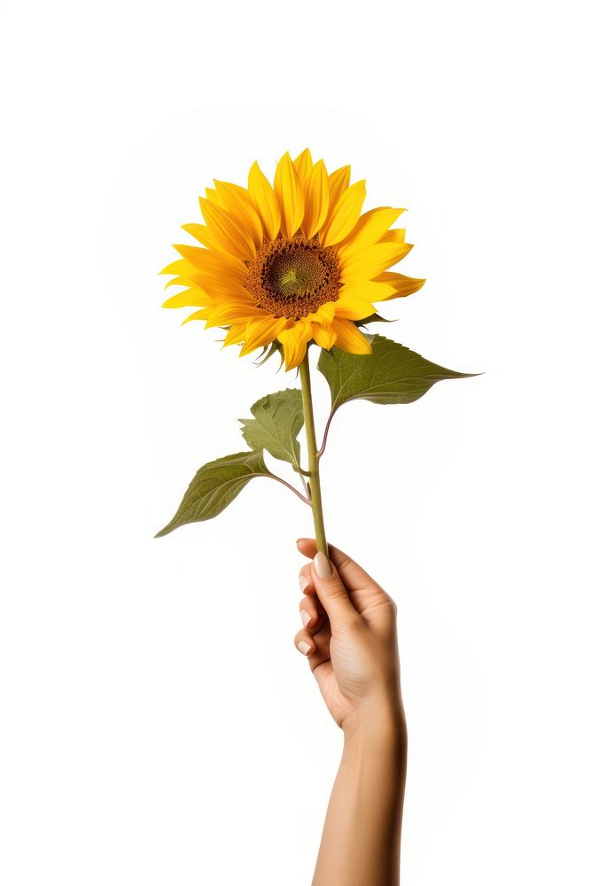 Sunflower holding plant hand. AI generated Image by rawpixel.