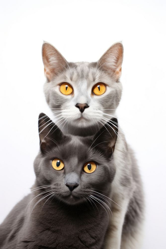 Animal mammal kitten gray. AI generated Image by rawpixel.