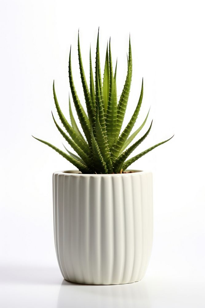 Plant cactus aloe vase. AI generated Image by rawpixel.